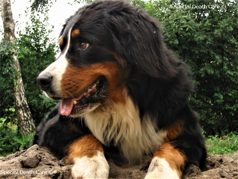 Honden en pacemakers